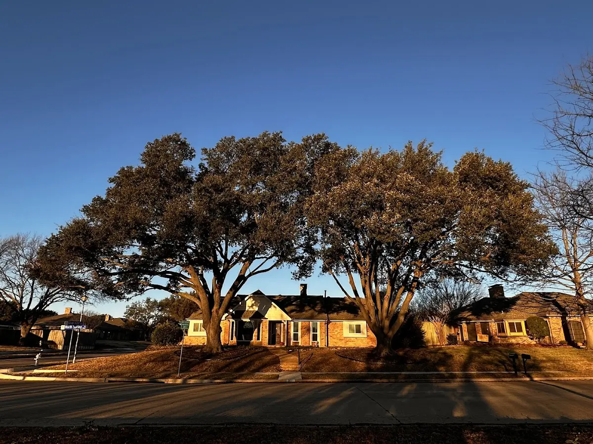 Established residential canopy tree shading a home in Lucernemines